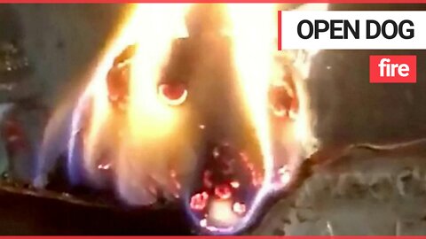 Bizarre Video Shows Log Burning In Fire At Temple Which Looks Exactly Like A DOG