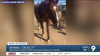 Pima County Sheriff's Department investigates horse found dead in desert