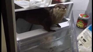 Lontra abre frigorífico em busca de comida