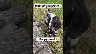 Which goat is your favorite? #animals