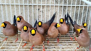 CONHECENDO OS PASSAROS E AVES DA LOJA | Vídeo dos pássaros e aves exóticas para criação