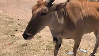 Friendly antelope loves to be petted