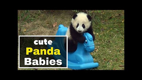 Cute PANDA Babies | playing | Real World