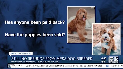 Still no refunds from Mesa dog breeder
