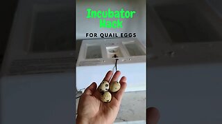 Incubator HACK - For Small Eggs #shorts