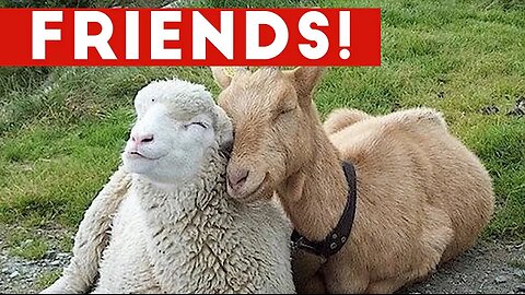 Funniest Unlikely Animal Friendships Compilation | Funny Pet Videos