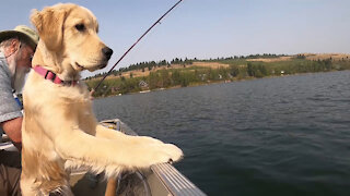 Fishing With a Five Month Old Golden Retriever