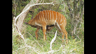 Nyala Kariega River SA