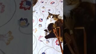 Cats React to Back Scratcher