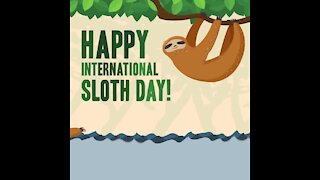 Happy International Sloth Day [GMG Originals]