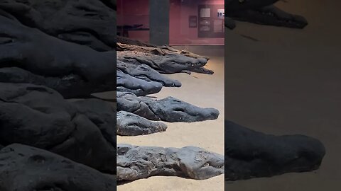 Mummified Ancient Egyptian crocodiles in Kom Ombo #Shorts ￼