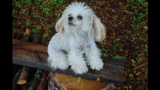 Toy Poodles, Peanuts Energy and Her Love for Snow!