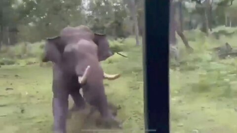 Angry wild elephant attack on people in jungle safari 😳