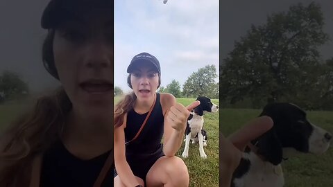 Dogs, Dogsvideos 32