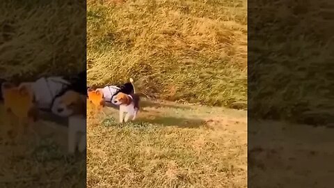 a reason to laugh 😛 #viral #new #funny #tiktok #shorts #dog #haha #fyp #tbt #foryou