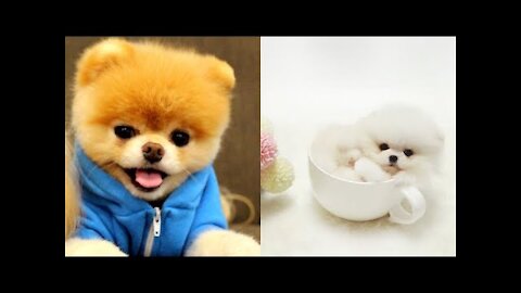 Baby Dogs Cute - Mini Pomeranian and Funny Dogs Videos Compilation #2