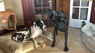 Funny Foot Stomping Great Danes Argue About A Bone
