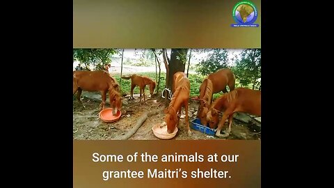 Need animals shelter