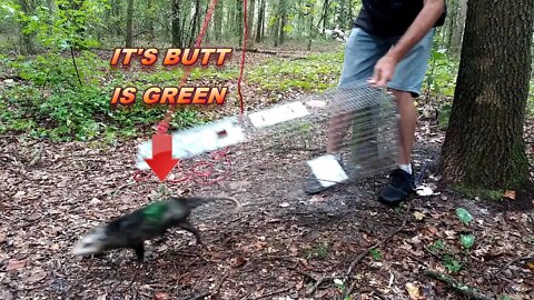 The BLIND Trap Line S.1 E.9. Green Butt Opossum!