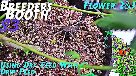 Breeders Booth S3 Ep. 8 | Flower Weeks 2 & 3 | Using Dry Feed With Drip Feed ( Goodbuds Genetics )