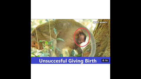 Unsuccessful young poor monkey giving birth