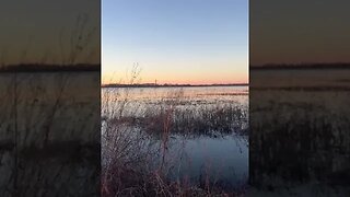 Arkansas rice fields at sunset are hard to beat Ducks flood in by the thousands in this part