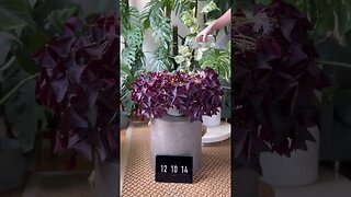 Timelapse of my oxalis triangularis :) a little shake at the end makes it nice and fluffy #shorts