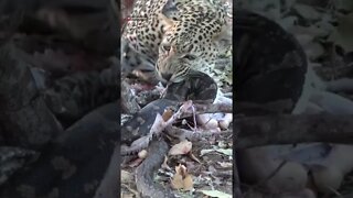 Leopard Eats A Snake (Python) #shorts