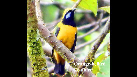 Orange-bellied Leafbird bird video