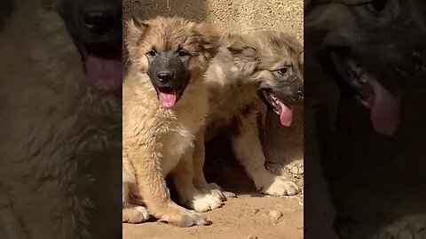 cutest puppies 💕 #shorts