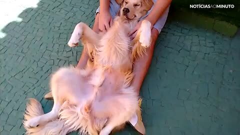 Cão dorme com a melhor massagem de todas!
