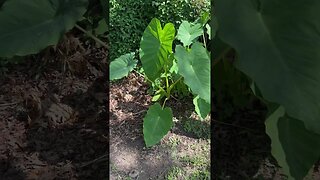 Elephant ears get massive in Louisiana