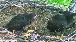 Hays Eagles H20 goes for the steal of a bird head and eats it whole! 05-10-2023 10:09am