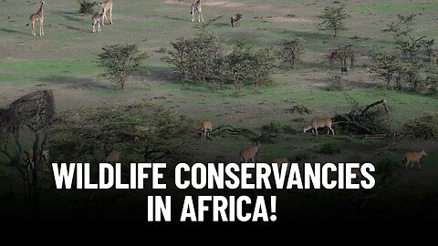 The Importance of Wildlife Conservancies in Africa!