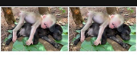 Cute puppies and small baby monkey sleepping