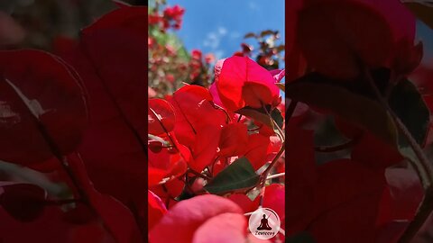 Bright Red Paper Flowers with Sunny Blue Sky #calming