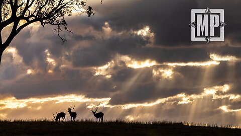 Australian Fallow Deer and Red Stag Hunt | Mark V. Peterson Hunting