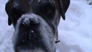 Tennis ball + snow = best day EVER for Alfie the boxer dog!