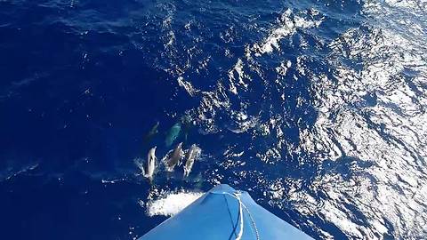 Dolphin pod play while leading massive ship