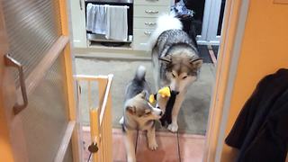Husky Mama Plays Tug Of War With Her Puppy