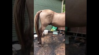 Arthur the rescue horse update