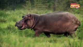 The Hunt for Escobar's Hippos | Morning Blend