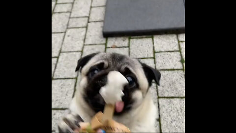 Cute pug love ice cream | cute dog