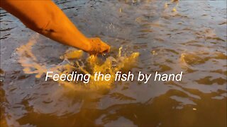 Feeding the fish by Hand in Thailand