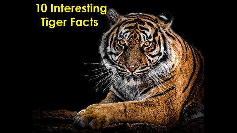 TOP 10 FACTS ABOUT TIGER’S