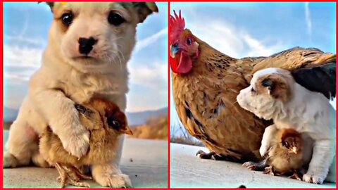 Great dog puppy care chicken baby | Don't miss the end