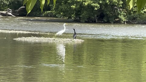 Cormorant trying to impress White Egret? 😂