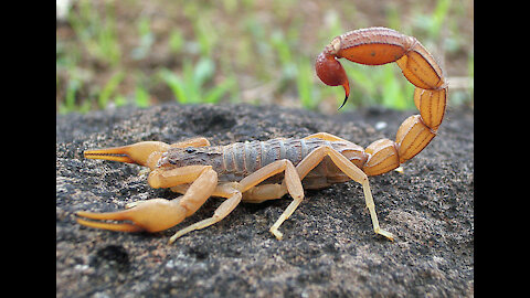 Mini Scorpion at my Home