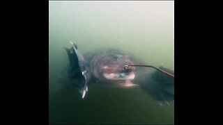 bluegill fishing