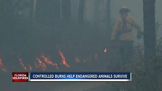 Controlled burns helping people and endangered animals survive